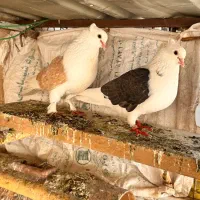 کبوتر زینتی