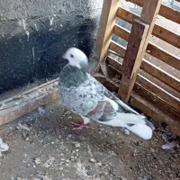 شازده هفرنگ ماده قولدور  پرشی بشرط|پرنده|طرقبه, |دیوار