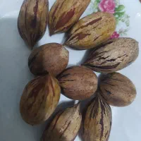 گردو پکان حدودا ۵۰ شصت کیلو