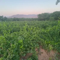 زمین کشاورزی. روستای اناج