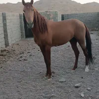 ««یاغی خان»»