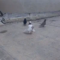 پرنده کبوتر دوری سفت سفت|پرنده|اهواز, کوی سعدی|دیوار