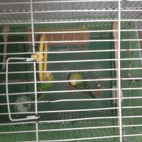 پرنده نر بالغ مرغ عشق