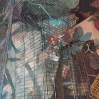 قفس پرنده|پرنده|تربت جام, معدآباد|دیوار