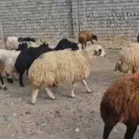 گوسفند فروشی اعلا ۳۱۱ عدد یجا