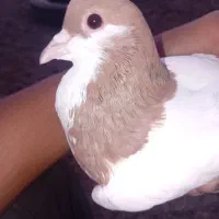 ساده هفت رنگ