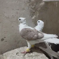 کبوتر|پرنده|بردسکن, |دیوار