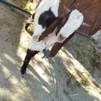 بز شیری پاکستانی