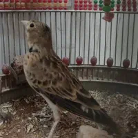 سهره خاکی قناری|پرنده|اصفهان, بوستان ناژوان|دیوار