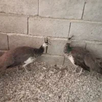یک جفت جوجه طاووس هندی نروماده