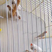 فنچ سفید با جوجه|پرنده|ماهدشت, |دیوار