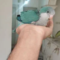 جوجه راهب تراکوویس