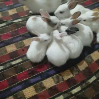 خرگوش مینیاتوری
