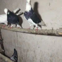 کبوتر|پرنده|انگوت, |دیوار