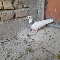 طوقی|پرنده|بروجرد, |دیوار