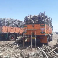 (بارانی) خریدار انواع چوب ،برش درختان