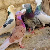 کبوتر شازده هماسرور