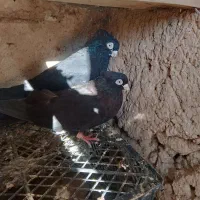 سیاه چشم نوک سفید