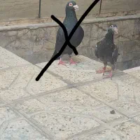 کبوتر