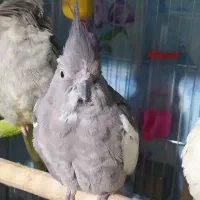 فروش یک عروس هلندی.وات فیس