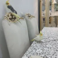 عروس هلندی سلطانی جفت