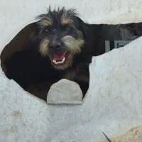 توله اشپیتز میکس