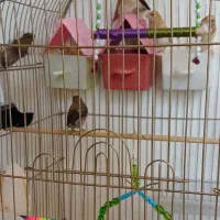 معاوضه بنگالی با فنچ گلدین|پرنده|اندیشه, اندیشه فاز ۴|دیوار