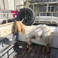 فروش کهره تر و تمیز داشتی