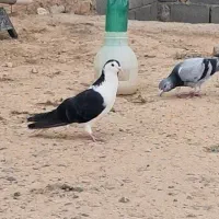 کفتر|پرنده|شیروان (خراسان), |دیوار