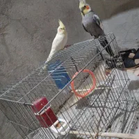 عروس هلندی|پرنده|شیراز, بید زرد|دیوار