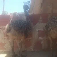 تخم نطفه دار شترمرغ