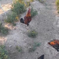 خروس و مرغ محلی
