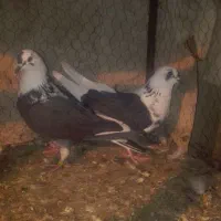 کبوتر|پرنده|ماکو, |دیوار