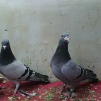 کفتر پلاکی و چادری اصل|پرنده|تهران, یاخجی آباد|دیوار