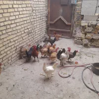 ۱۴ عدد مرغ خروس محلی اصل جوان|حیوانات مزرعه|بهبهان, |دیوار