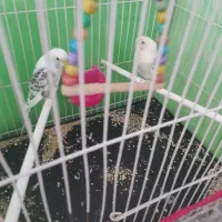 جفت مرغ عشق