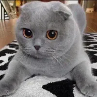 بچه اسکاتیش بیریتیش/اشرافی/اصیل/ ۶۵ روزه