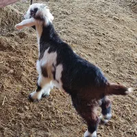 بزغاله شیری