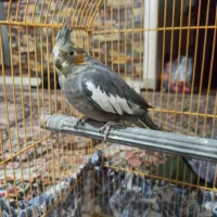 عروس ۷ماهه ماده