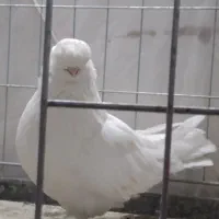 کبوتر نوکقنار