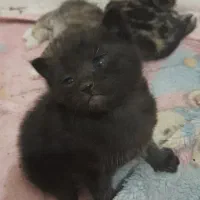 واگذاری گربه با مادر