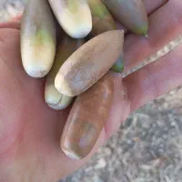 کبابی منقلی