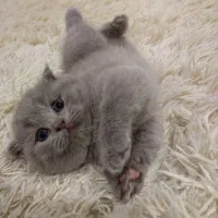 گربه اسکاتیش بلو