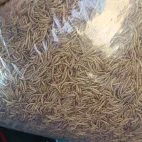 میلورم خشک درجه