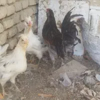 ۴ تا دوتک و مرغ و یک خروس گلین طوسی چلتاج ریش