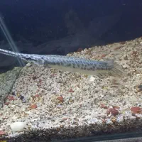 ماهی الیگیتور خوش پترن|ماهی|بناب, |دیوار