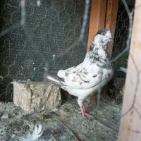 کبوتر.|پرنده|محمدشهر, عباس آباد|دیوار