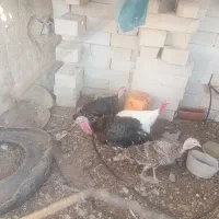 بوقلمون و خروس