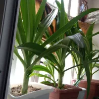 سلام گل اشک ملکه بسیار زیبا و خوشبو|گل و گیاه طبیعی|فولادشهر, مسکن مهر فولادشهر|دیوار