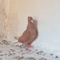 اشعل دم سفید زرد و سیاه